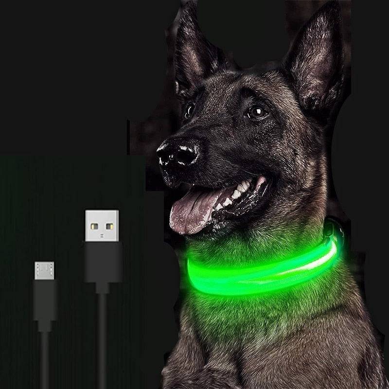 Glowing Dog Collar 